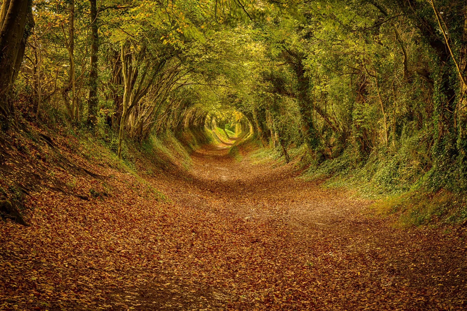 Tunnel of trees